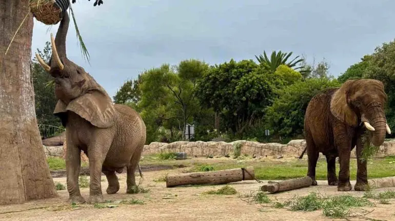 Ely, la elefanta más triste del mundo, recibe terapia láser en el zoológico de San Juan Aragón