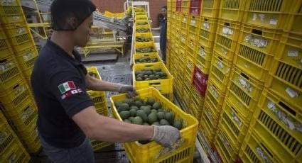 EXPORTARÁ MÉXICO 110 MIL TONELADAS DE AGUACATE A EU PARA EL SUPER BOWL LIX