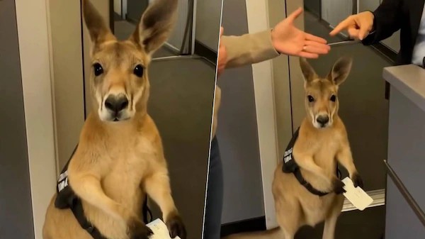 CANGURO CON BOLETO EN MANO CONMUEVE A INTERNET; EL VIDEO VIRAL QUE NUNCA OCURRIÓ