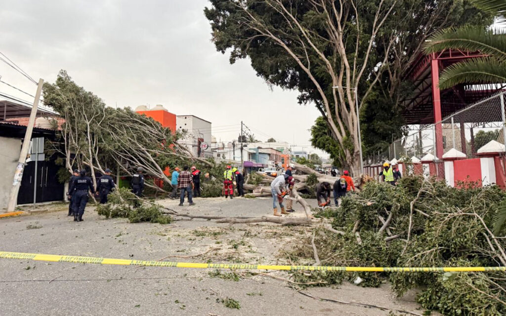 Frente Frío 41 azota México con vientos, lluvias y caída de árboles