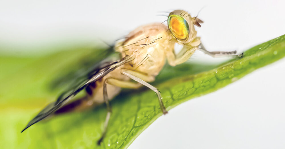 Baja California Sur mantiene estatus de zona libre de mosca de la fruta tras año y medio sin brotes